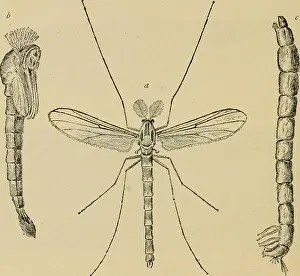 Elementary entomology. Entomology