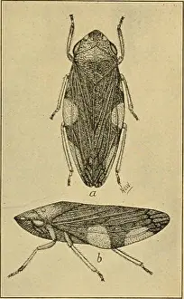 Bookyear1912 Prints: Elementary entomology. Entomology