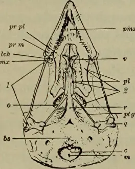 Lessons Prints: Elementary lessons in zoölogy : a guide in studying animal life and structure in field and laboratory