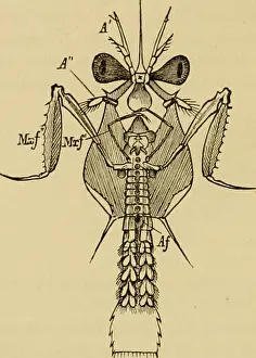 Bookyear1892 Prints: Elementary text-book of zoology