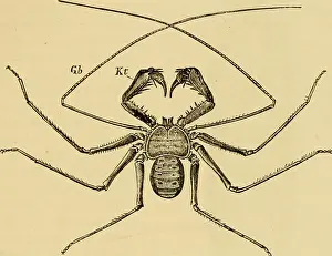 Bookyear1892 Prints: Elementary text-book of zoology