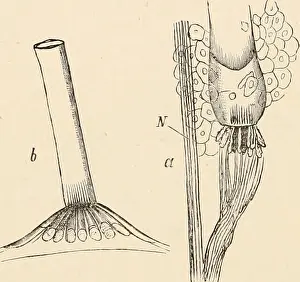 Elementary text-book of zoology