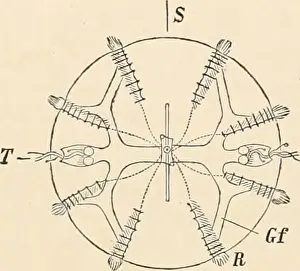 Bookyear1884 Prints: Elementary text-book of zoology