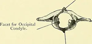 Bookyear1901 Prints: Elementary text-book of zoology [electronic resource]