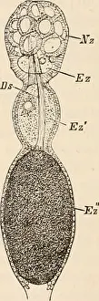 Bookcollectionbiodiversity Prints: Elementary text-book of zoology, tr