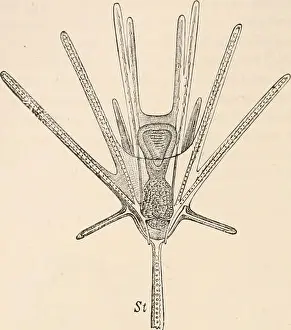 Bookcollectionbiodiversity Prints: Elementary text-book of zoology, tr