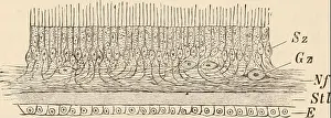 Bookcollectionbiodiversity Prints: Elementary text-book of zoology, tr