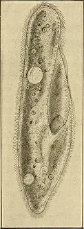 Booksubjectzoology Prints: Elementary zoology. Zoology. AMOEBA AND PARAMECIUM 35 a fixed shape to the body