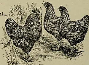 Booksubjectagriculture Prints: Elements of agriculture; a text-book for public schools