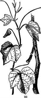 Bookdecade1880 Prints: The elements of botany for beginners and for schools