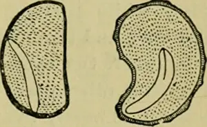 Booksubjectplants Prints: Elements of botany. Plants. STORAGE OF NOURISHMENT IN THE SEED