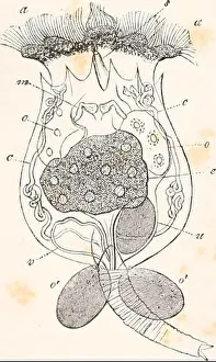 Bookdecade1870 Prints: Elements of comparative anatomy