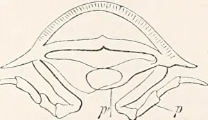 Bookdecade1870 Prints: Elements of comparative anatomy