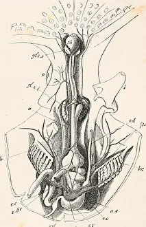 Bookdecade1870 Prints: Elements of comparative anatomy
