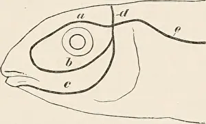 Bookdecade1880 Prints: Elements of the comparative anatomy of vertebrates