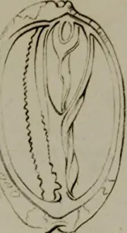 Bookdecade1840 Prints: Elements of conchology : according to the Linnean system