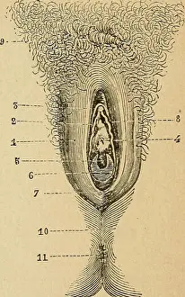 Eléments d'anatomie et de physiologie génitale et obstétricale; précédes de la description sommaire du corps humain a