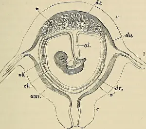 Bookyear1883 Prints: The elements of embryology. Embryology; Embryology