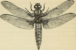 Dynamics Prints: Elements of entomology: an outline of the natural history and classification of British insects