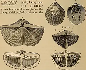 Bookyear1892 Prints: Elements of geology : a text-book for colleges and for the general reader