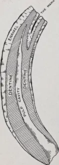 Bookpublisher Prints: Elements of hippology... Horses