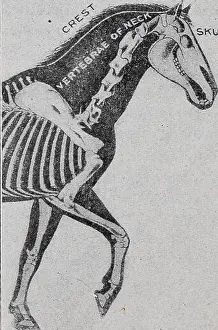 Bookpublisher Prints: Elements of hippology... Horses