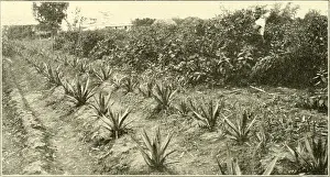 Bookyear Prints: Elements of Philippine agriculture