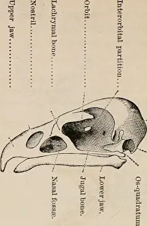Respiratory Prints: Elements of zoölogy : a textbook