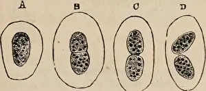 Booksubjectzoology Prints: Elements of zoölogy : a textbook