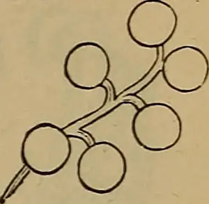 Bookyear1884 Prints: Elements of zoölogy. Zoology. CRABS, ETC