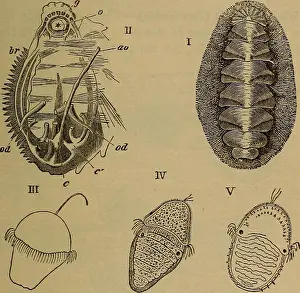 Bookyear1884 Prints: Elements of zoölogy. Zoology. SINGLE-SHELLED MOLLUSKS