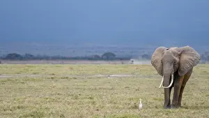 Tusk Prints: Elephant, Amboseli National Park, Kenya