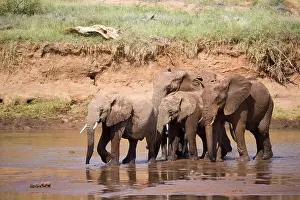 Botswana Prints: Elephant family on the banks of a river in the middle of the National Park