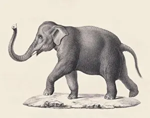 Soft Tones Prints: Elephant illustration. Pencil sketch of an elephant isolated on an aged beige background