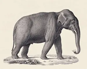 Soft Tones Prints: Elephant illustration. Pencil sketch of an elephant isolated on an aged beige background