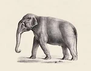Soft Tones Prints: Elephant illustration. Pencil sketch of an elephant isolated on an aged beige background