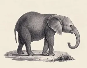 Soft Tones Prints: Elephant illustration. Pencil sketch of an elephant isolated on an aged beige background