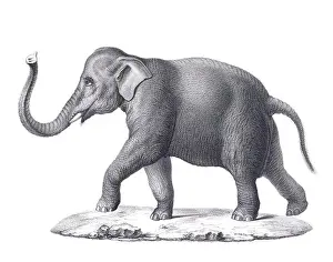 Elephant illustration. Pencil sketch of an elephant isolated on a plain white background