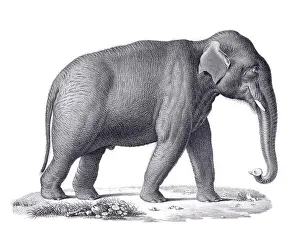 Elephant illustration. Pencil sketch of an elephant isolated on a plain white background