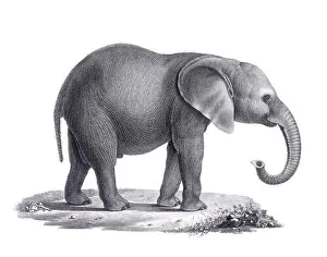 Elephant illustration. Pencil sketch of an elephant isolated on a plain white background