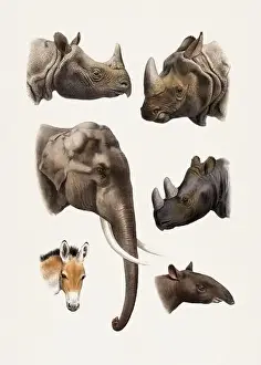Donkey Prints: Elephant. rhinos and Tapir. Antique Animal illustration