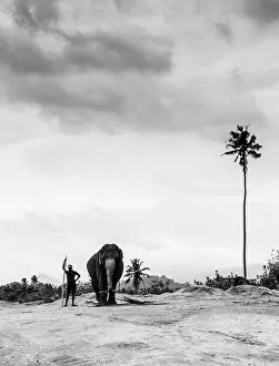 Morning Mountain Prints: Elephant in a river in Sri Lanka