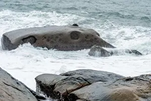 Taipei Prints: Elephant Rock at Yehliu Geopark in Taiwan