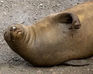 Lounging Prints: Elephant Seal lounging on the sand laying on its side at the Point Reyes National Seashore