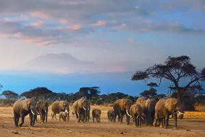 Afternoon Prints: Elephants beneath Kilimanjaro Amboseli Park Kenya
