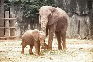 Elephantidae Prints: Elephants are large mammals of the family Elephantidae and the order Proboscidea