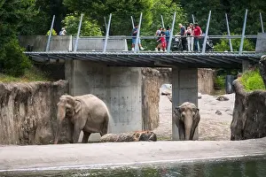 Portland Prints: Elephants at the Oregon Zoo at Portland Oregon, USA