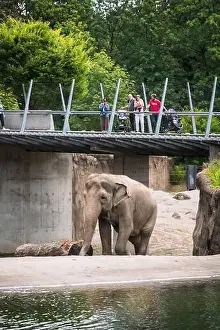 Portland Prints: Elephants at the Oregon Zoo at Portland Oregon, USA