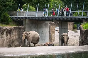 Portland Prints: Elephants at the Oregon Zoo at Portland Oregon, USA