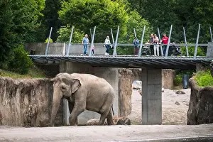 Portland Prints: Elephants at the Oregon Zoo at Portland Oregon, USA